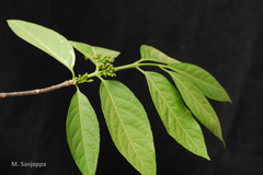 Blepharistemma membranifolia